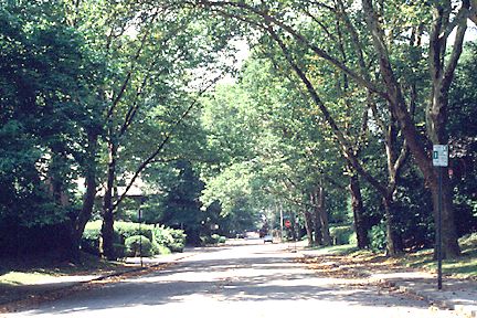 Tree-lined Street